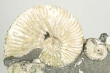 Cretaceous Ammonite (Deshayesites) Fossil Cluster - Russia #207461-1